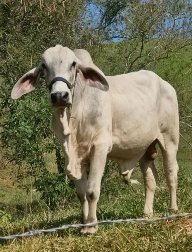 Vende se Touro Tabapuã PO 