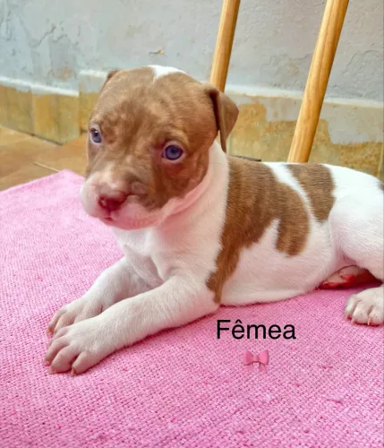 Filhote de Pitbull 