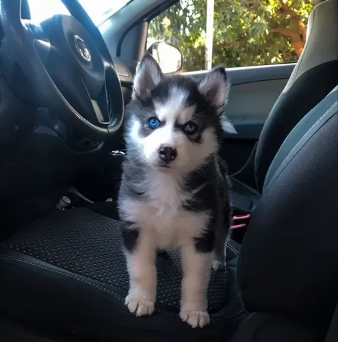 Husky Siberiano - Companhia Que aquece O Coração