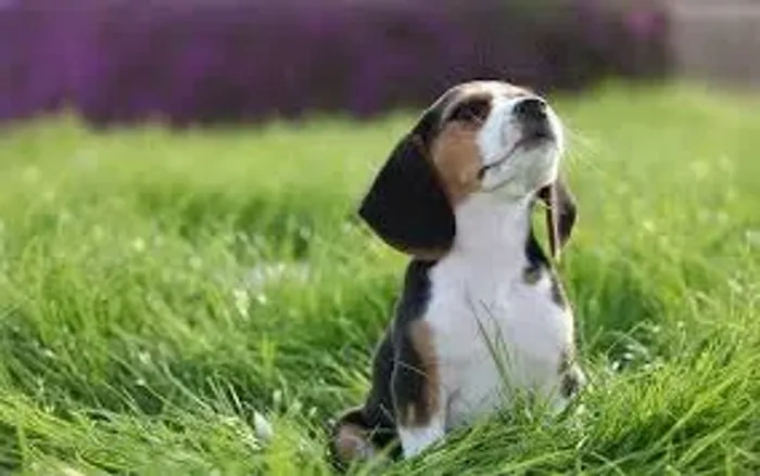 Beagle Especialista em encontrar diversão. sempre