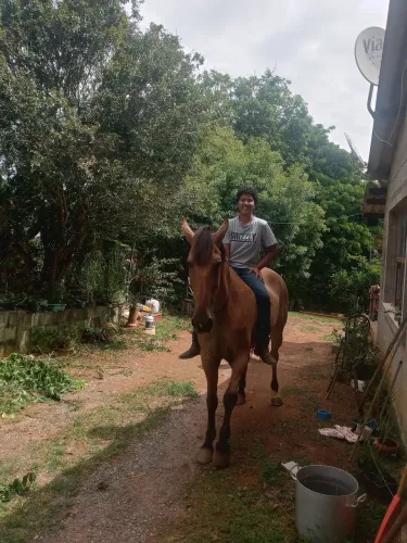 Cavalo