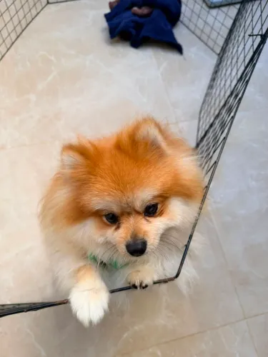 Cachorro 