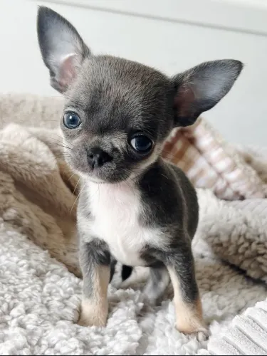Chihuahua Pêlo Curto Fêmea de Bolso!! Garanta já.