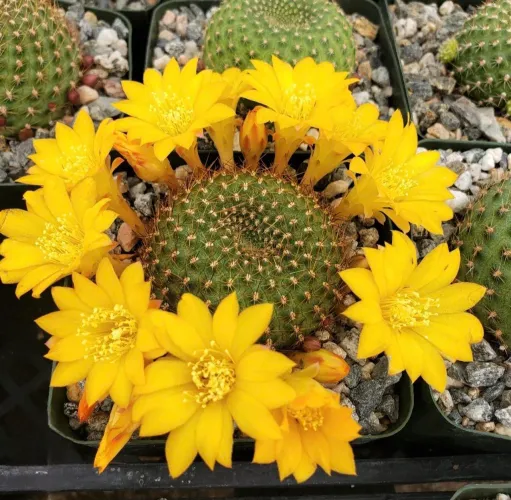 30 sementes do cacto rebutia marsoneri