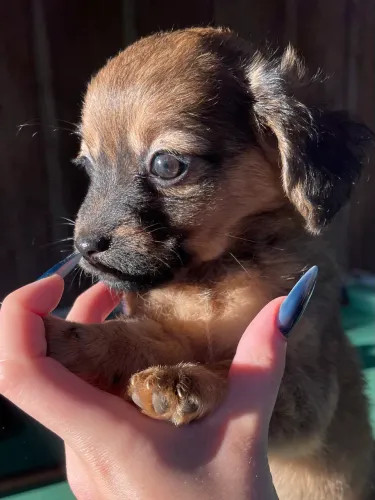 Pinscher com chihuahua 