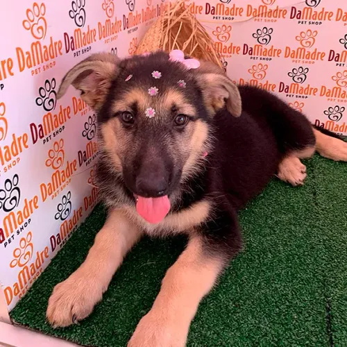 Doação cachorro