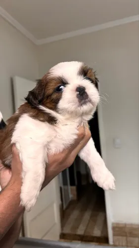 Filhote Shih Tzu