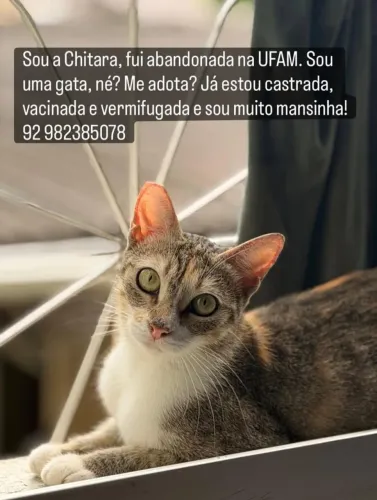 Gatas para adoção