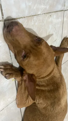 Procuro algum macho pra Cruzar com minha Pitbull