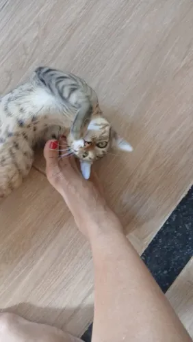 Adote -me Gatinho tigrado 