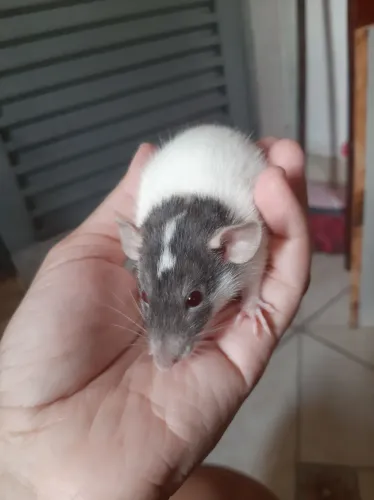 Rato twister