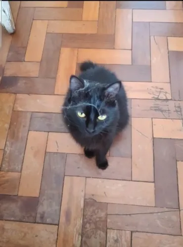 Doação gatos