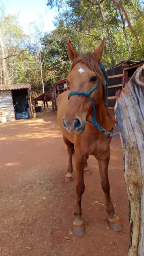Campolino machado troca por égua quatro de milha