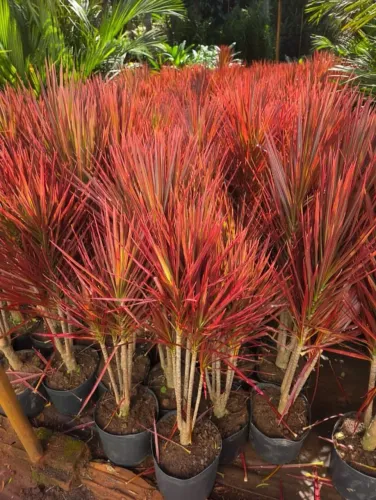 Dracena tricolor de 80 cm a 1 metro. 