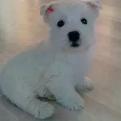 West Terrier Filhote Muito Fofo