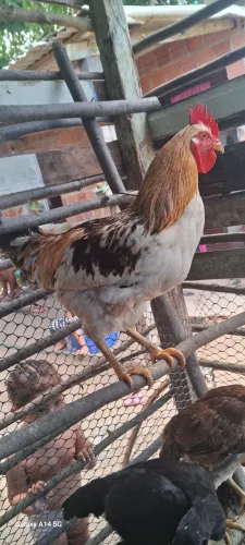 Vendo galinha caipira 