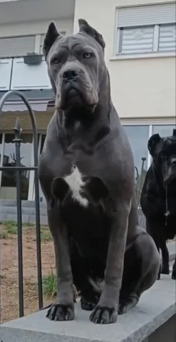 Cane corso,parcelo até 12x lindos demais p
