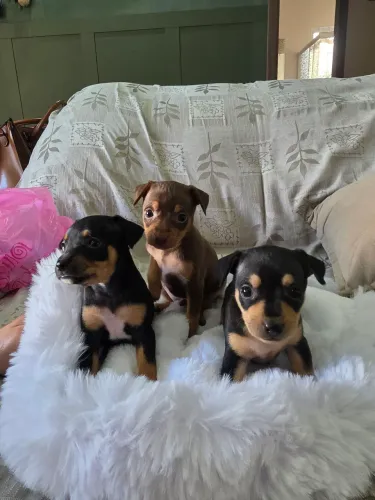PINSCHER