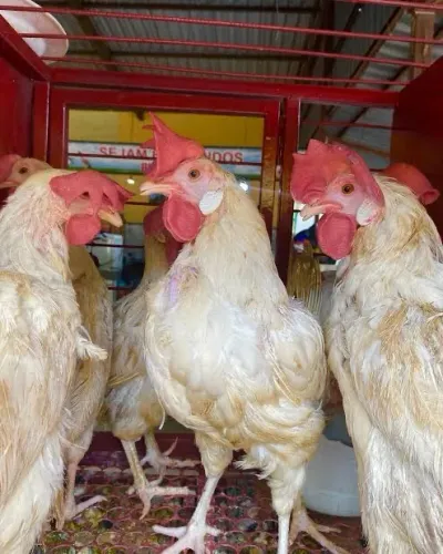 DOAÇÃO DE GALINHA PÉ DURO