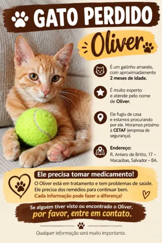 Procura-se Oliver, gato perdido.