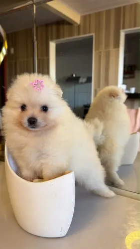 Filhote de Spitz Alemão Fêmea 