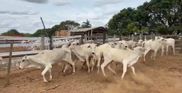 Bezerras