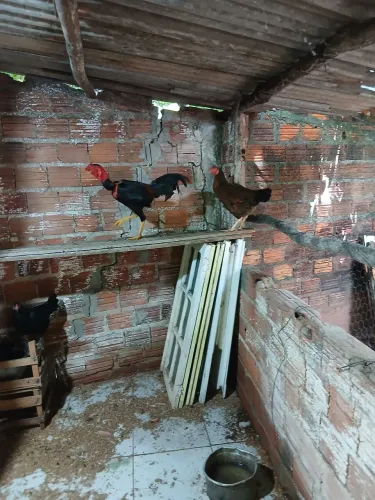 Vendo Galinhas Caipira 
