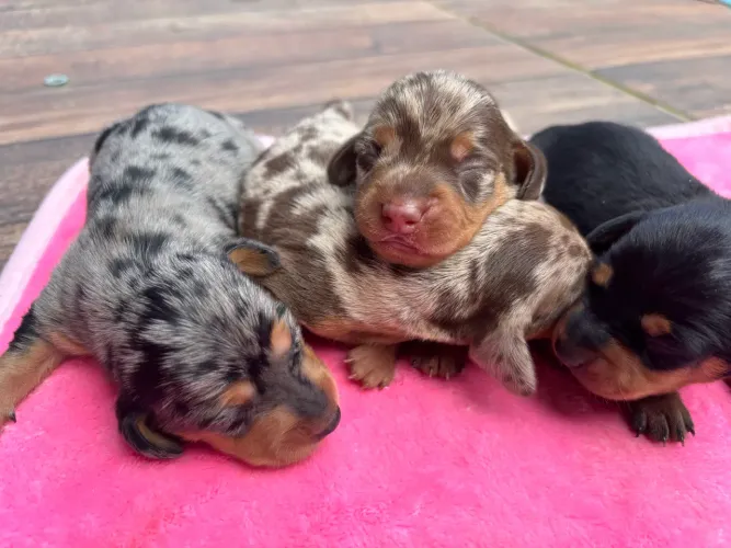 Lindos Dachshund alerquins!!! Legítimos