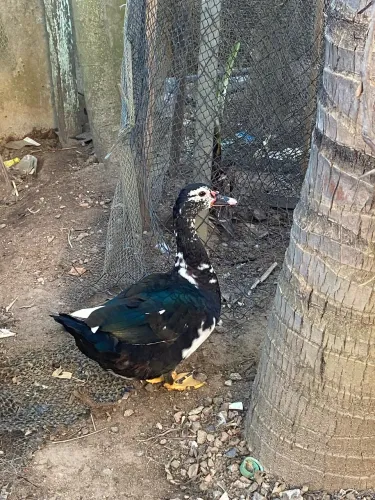 Patas