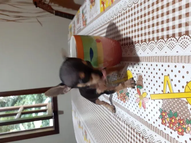 Pinscher 