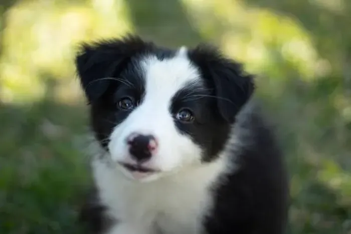 Filhote de Border Collie O Filhote Que Encanta Pela Personalidade