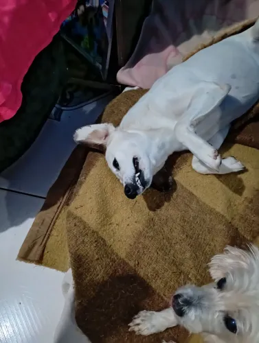 Doação de cachorro