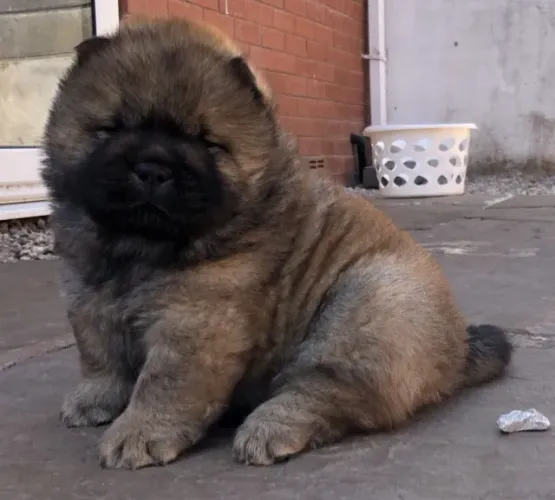 Chow Chow,Chow Chow Filhote Top Padrão da Raça