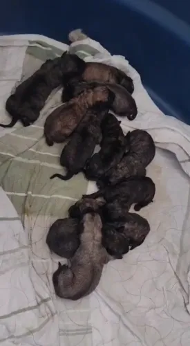Filhotes belga malinois (mãe pastor suíço com pastor alemão))