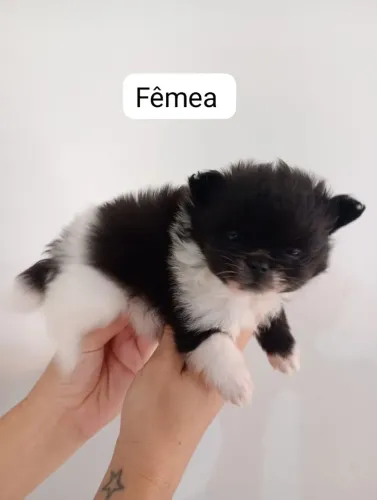 Filhotes lulu da Pomerânia