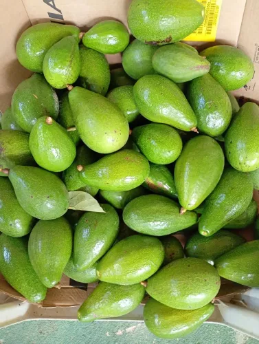 Vendo Abacate ? natural. Aqui do quintal 