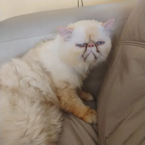 Gato persa macho adulto 