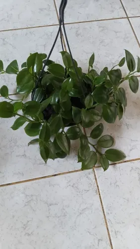 Peperomias 