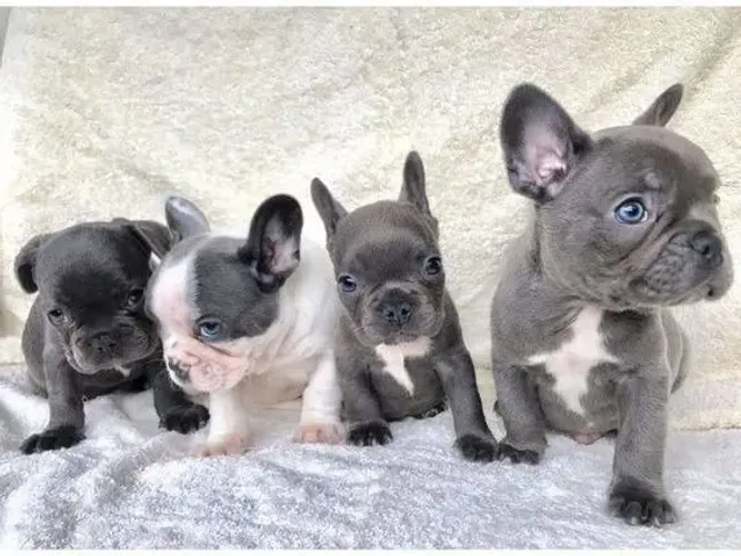 Buldogue Francês Filhotes