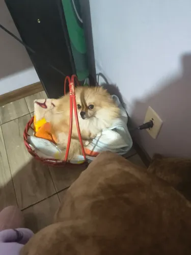 fêmea lulu anão procura namorado