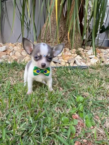 Chihuahua 