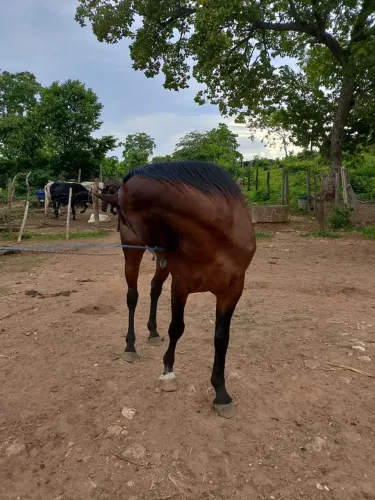 cavalo de esteira a venda 