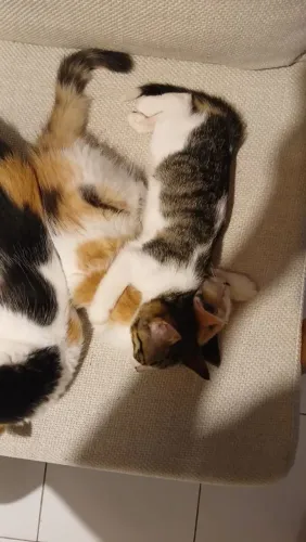 Casal de gatinhos