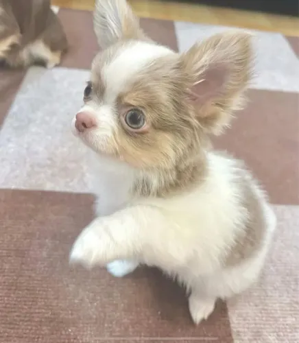 Chihuahua pelo longo