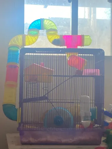 Gaiola pra hamster com hamster