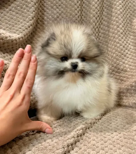    ? Mais fofo que chocolate, mais duradouro que flores. Lulu da Pomerânia 