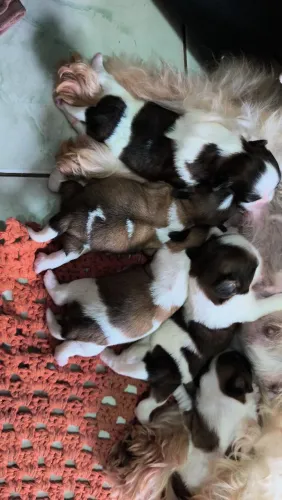 Filhote de Shih-Tzu Macho e Fêmea 