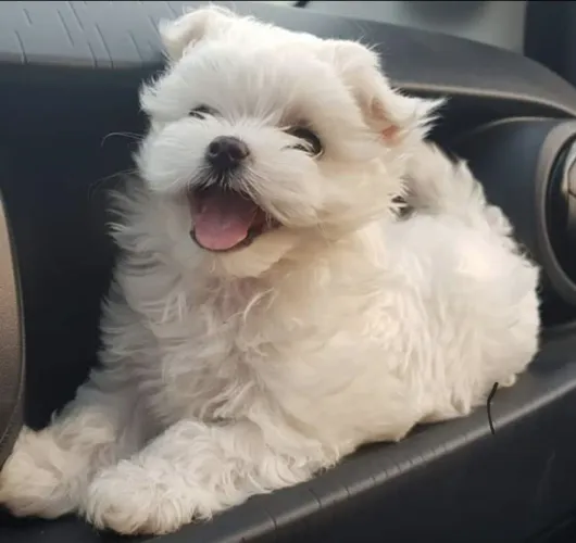 Cachorro