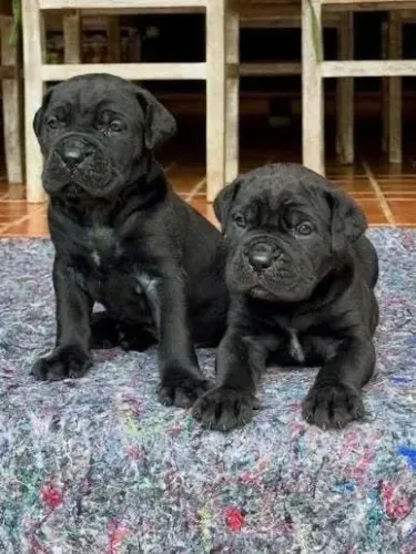 Filhote de Cane Corso