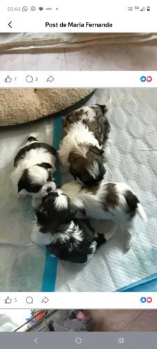 Shih Tzu